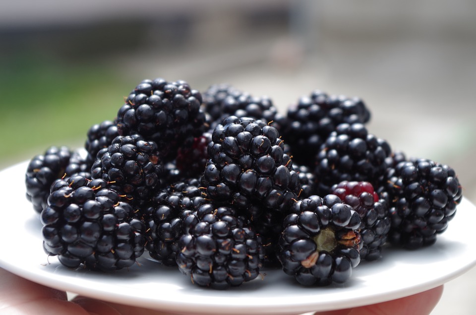 Brombeeren einkochen Einkochen.info