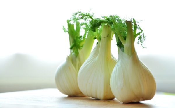 fenchel-einkochen fenchel einkochen