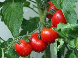 Wie lange Tomaten einkochen