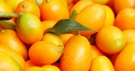 Kumquat Marmelade einkochen