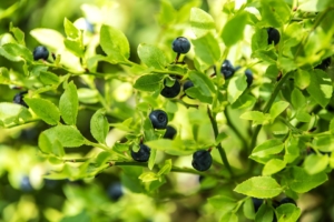 Wie lange Heidelbeeren einkochen