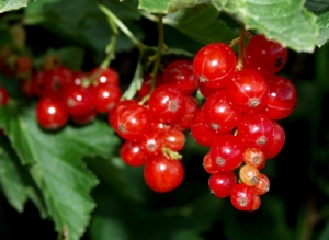 Wie lange Johannisbeeren einkochen?