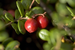 Wie lange Preiselbeeren einkochen