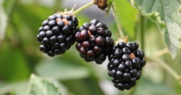 brombeeren einkochen