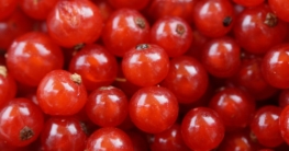 johannisbeeren einkochen