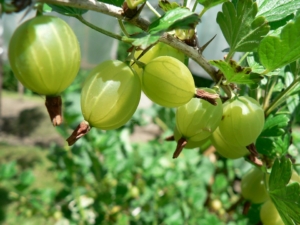 stachelbeeren einkochen