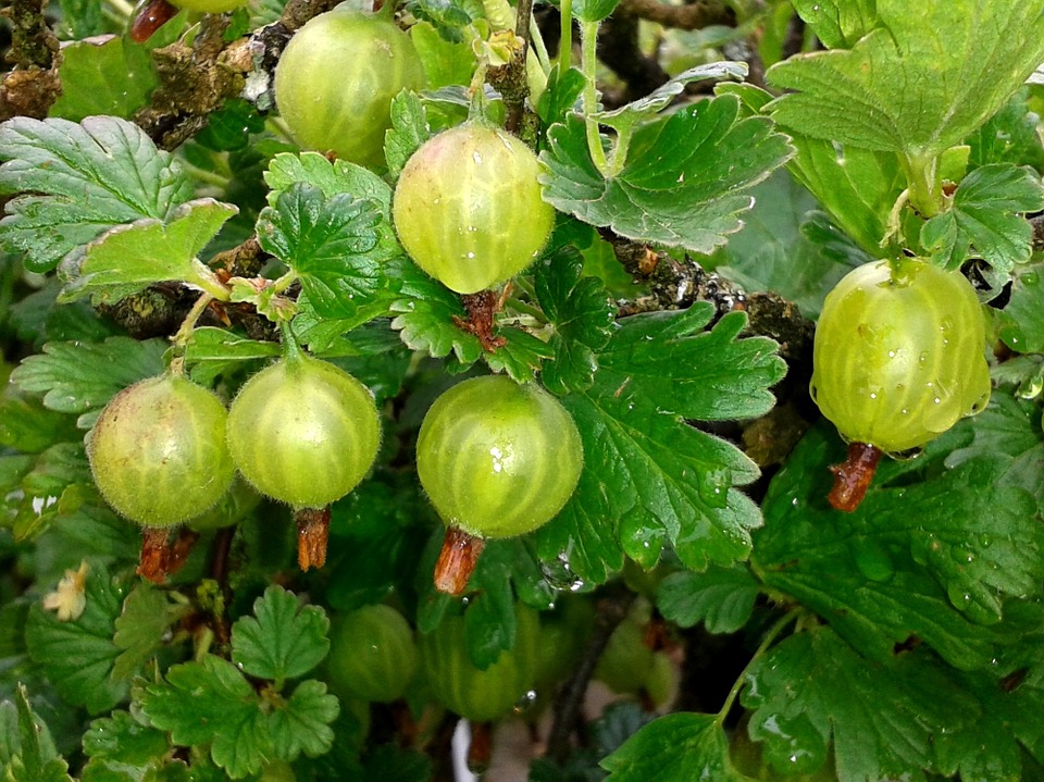 stachelbeeren einkochen anleitung