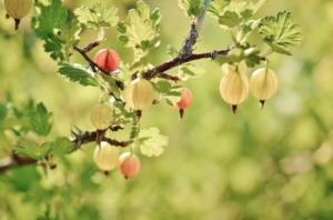 stachelbeeren einkochen rezept