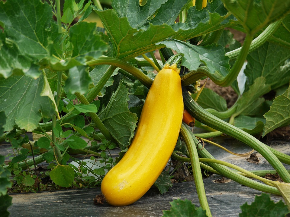 zucchini einkochen
