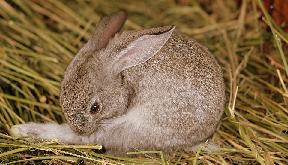 kaninchen einkochen