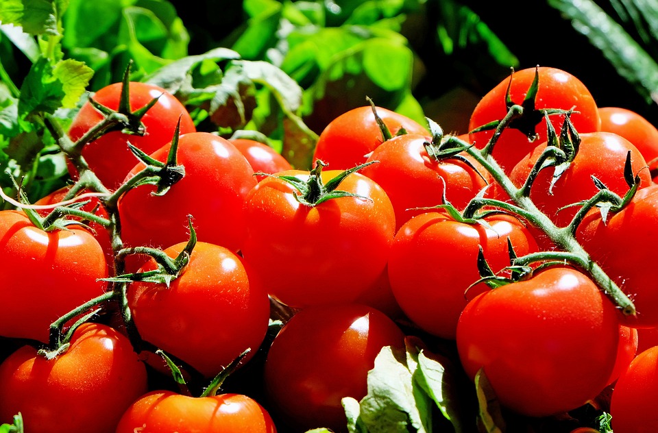 tomaten einkochen