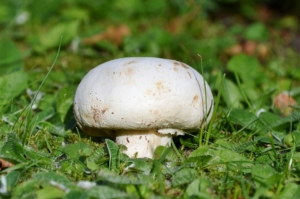 Champignons einkochen Anleitung
