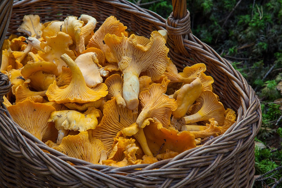 Pilze einkochen
