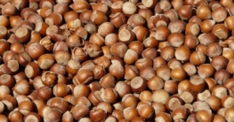 Haselnüsse einkochen