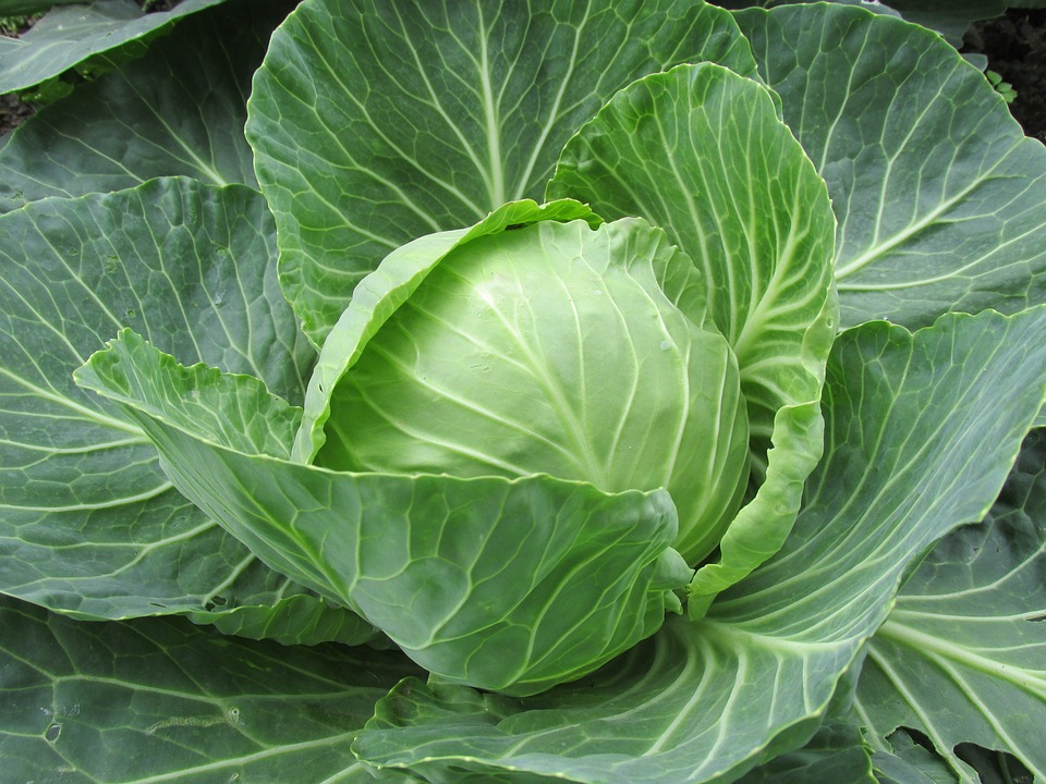 Weißkohl einkochen
